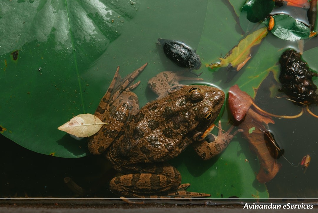 How Can Some Frogs See in Total Darkness?: A Science Chat with Kabir and Zara