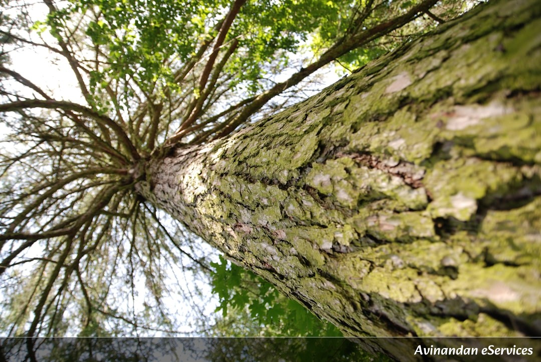 Why Do Some Trees Have 'Self-Destruct' Seeds?: Kabir and Isha Investigate!