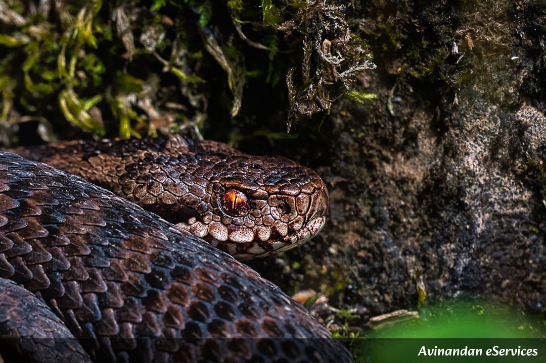 Why Do Some Snakes Have 'Spectacles' on Their Skin?: A Science Chat with Samir and Isha