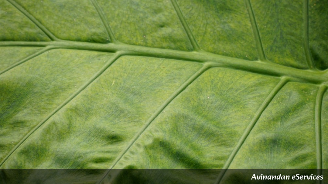 Why Can Some Plants 'Calculate' Their Own Diet?: A Science Chat with Arjun and Isha