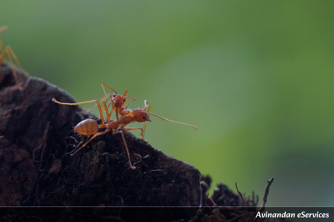 Why Can Some Ants 'Farm' Other Insects?: A Science Chat with Arjun and Mira