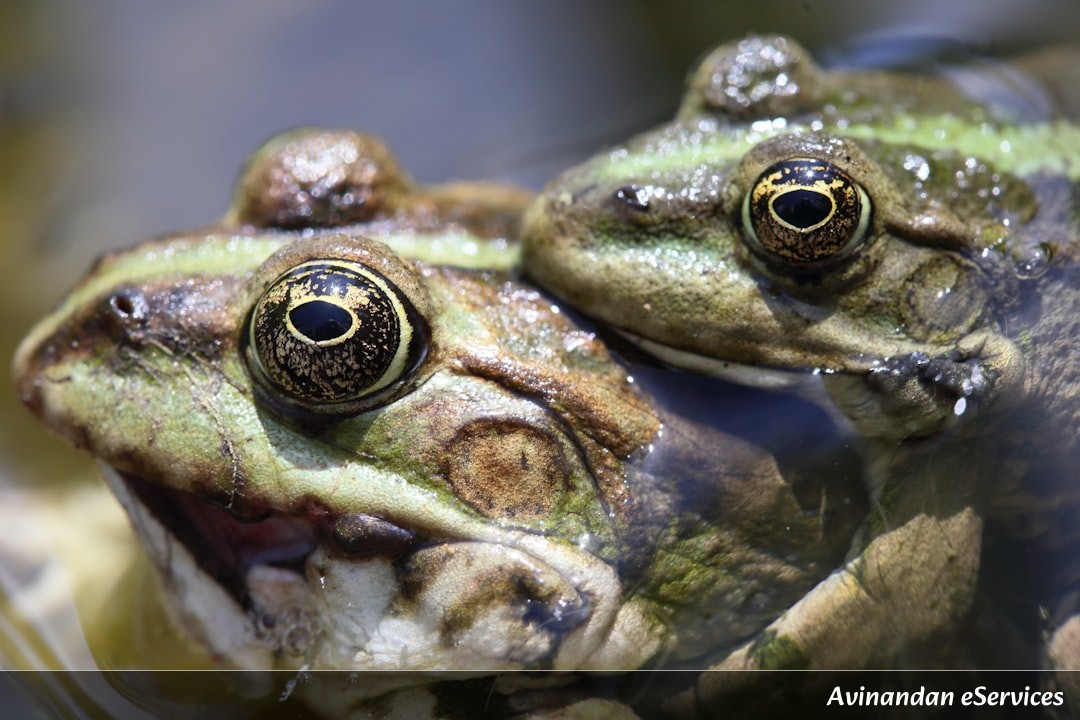 Why Do Some Frogs Have Neon Green Bones?: A Science Chat with Kabir and Priya
