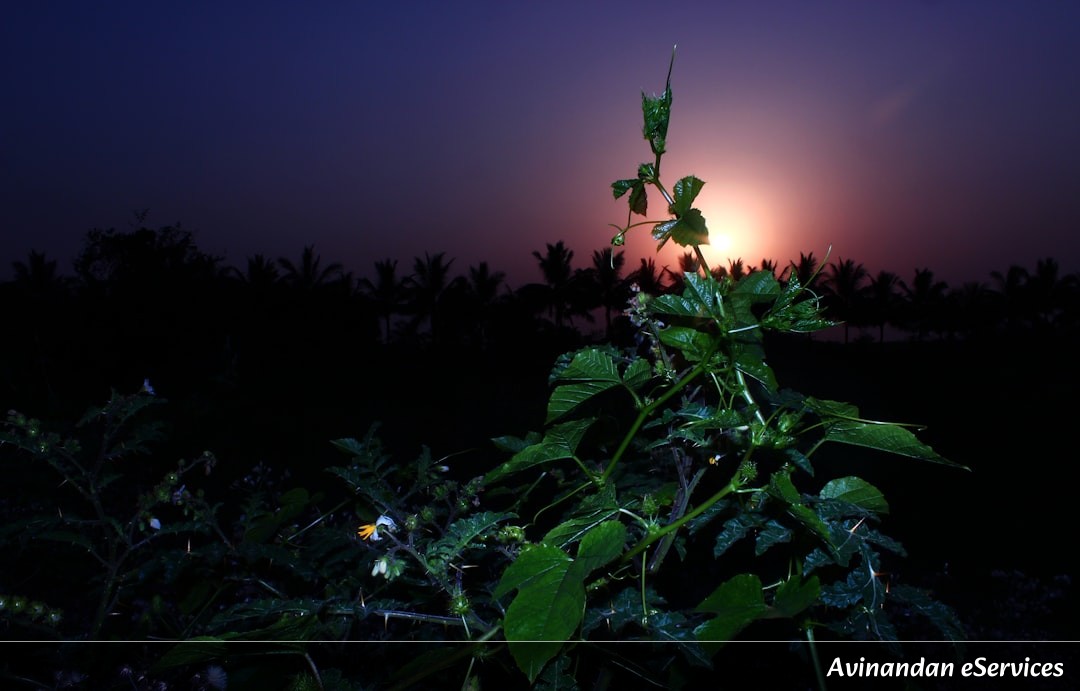 Why Can Some Plants 'Calculate' Their Own Survival During the Night?: Arjun and Mira Explore the Science of Metabolism