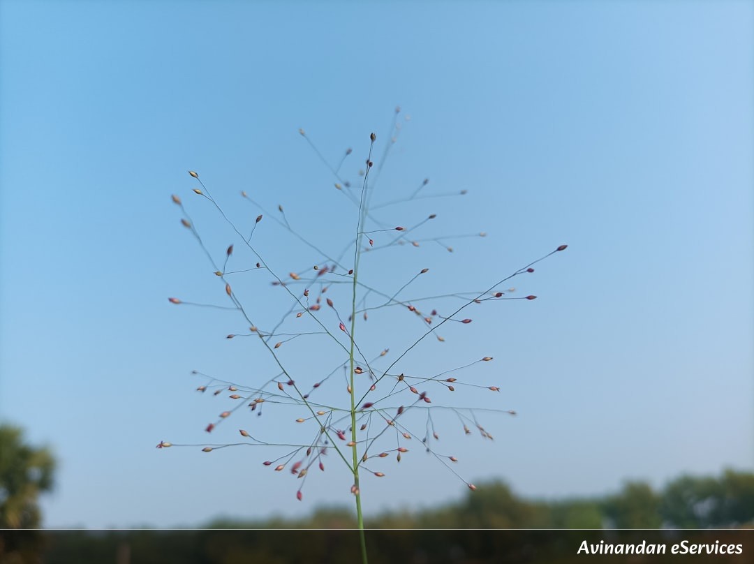 Why Can Some Plants Be Used as 'Chemical Spies'?: A Science Chat with Arjun and Saanvi