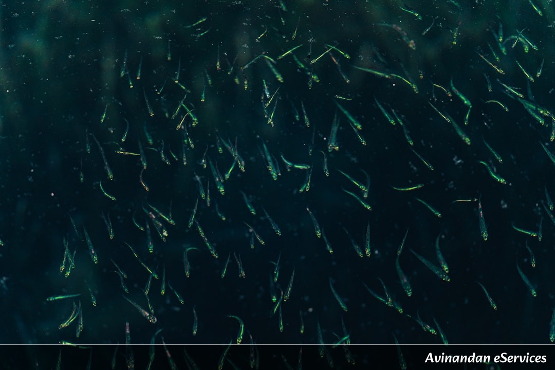 Why Can Some Deep-Sea Worms 'Build' Underwater Glass Cities?: A Science Chat with Rohan and Ananya