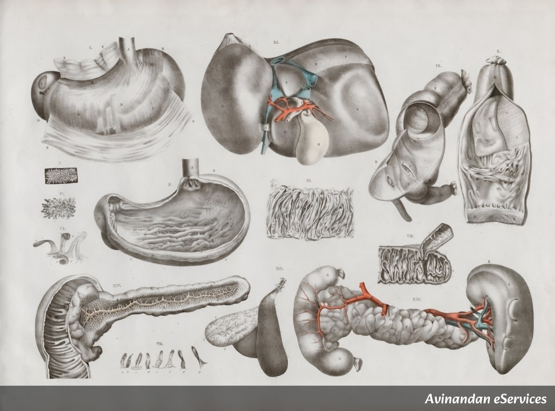 RRB NTPC & Group D Biology: Master the Human Digestive System – Complete Guide with Facts & Solved Questions