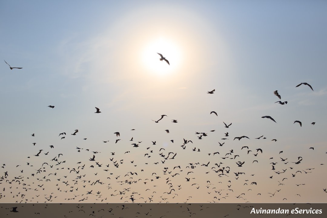 Why Can Some Birds See the Earth's Magnetic Field?: A Science Chat with Arjun and Saanvi