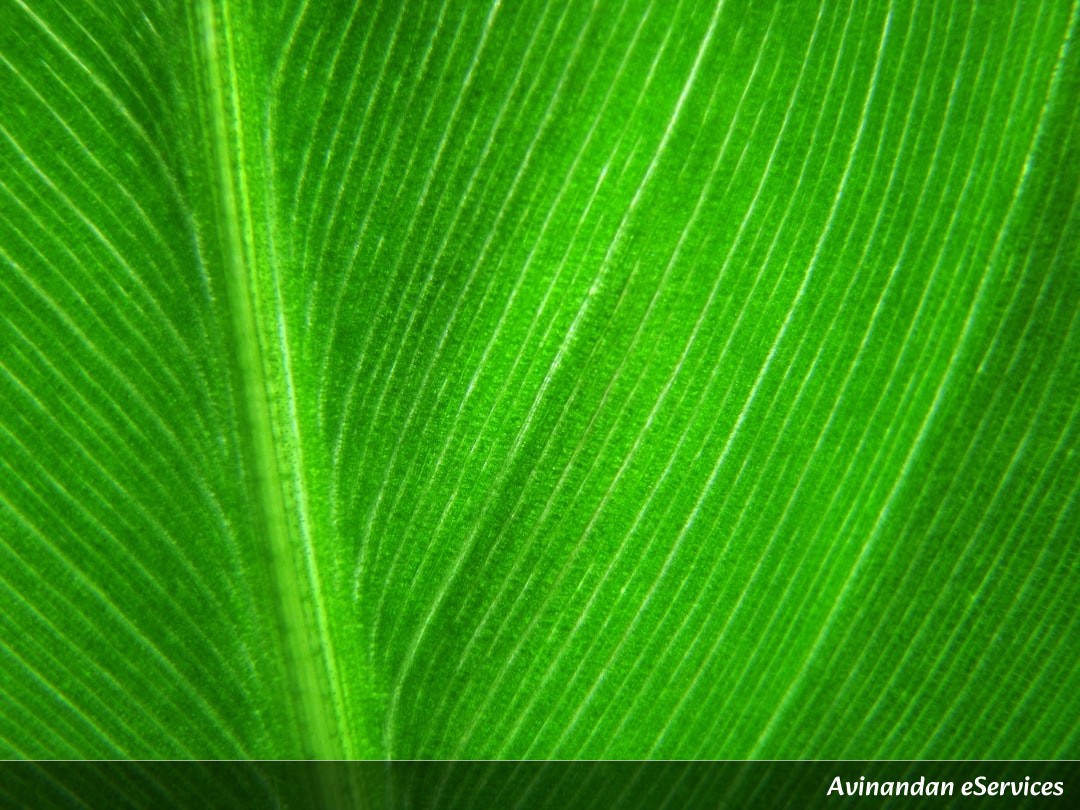 Why Do Some Plants 'Calculate' Their Own Diet?: A Science Chat with Vikram and Priya