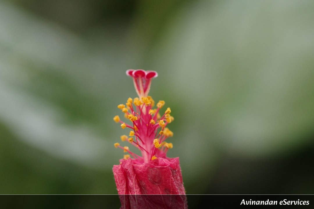 NCERT বিস্তারিত ব্যাখ্যা: দ্বাদশ শ্রেণি জীববিদ্যা, অধ্যায় ২ – সপুষ্পক উদ্ভিদের যৌন জনন: এক পূর্ণাঙ্গ বিশ্লেষণ