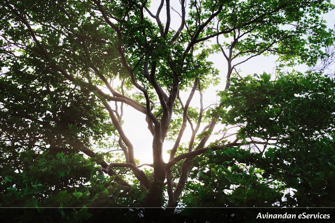Why Can Some Trees Grow Their Own 'Sunscreen'?: A Science Chat with Rohan and Saanvi