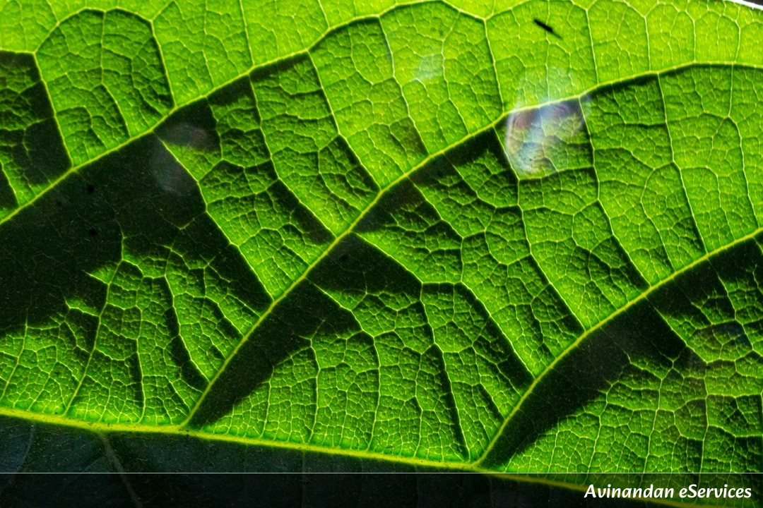 Why Can Some Plants Be Used as 'Chemical Spies'?: A Science Chat with Arjun and Isha