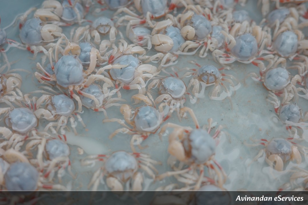 Why Can Some Crabs Decorate Their Shells Like Living Art?: A Science Chat with Samir and Priya