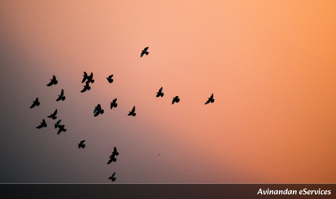 Why Can Some Birds Remember Thousands of Faces?: A Science Chat with Rohan and Mira
