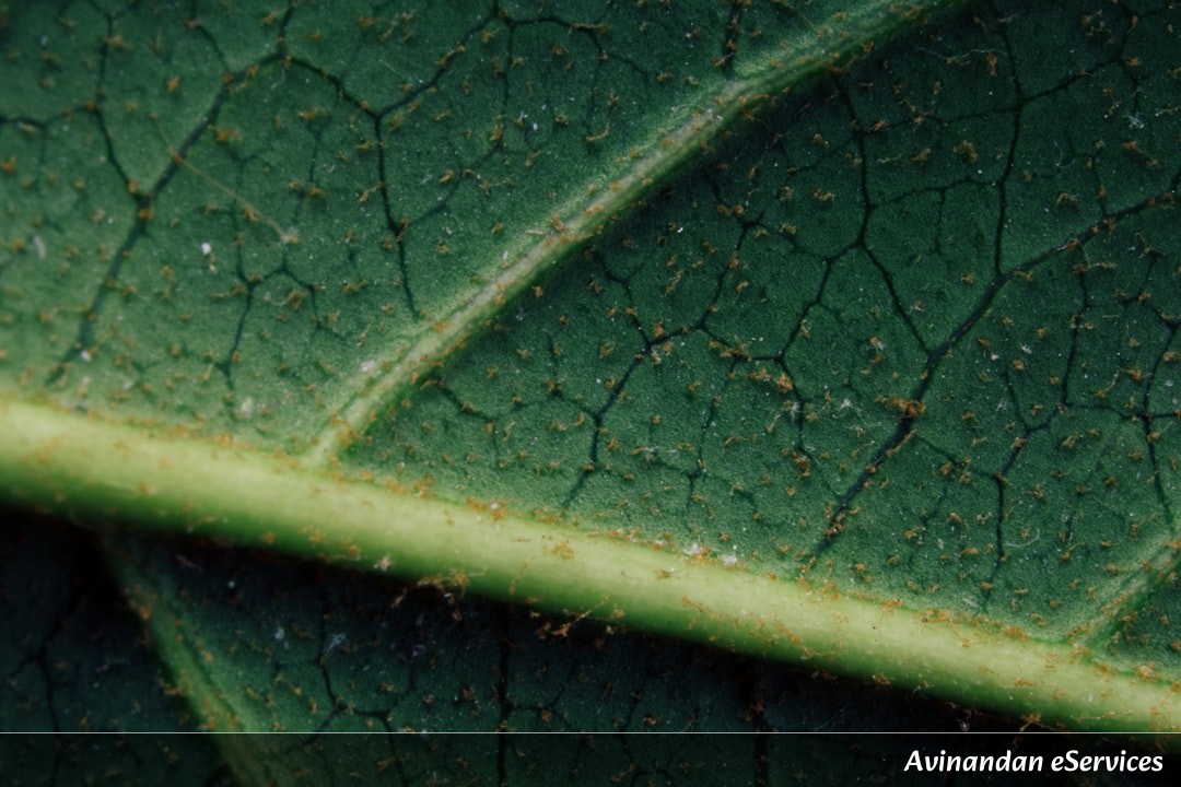 Why Do Some Plants 'Sneeze' Spores Into the Air?: Kabir and Saanvi Explore Plant Physics