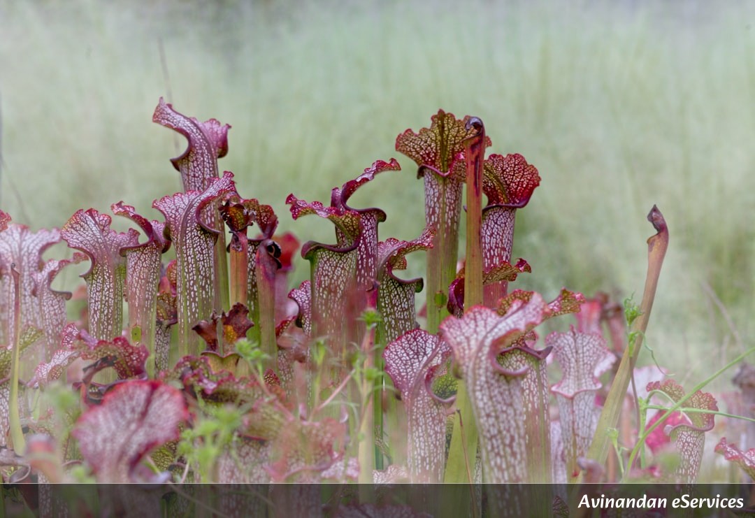 Why Can Some Plants Be 'Carnivorous' Enough to Eat Small Mammals?: A Science Chat with Samir and Mira