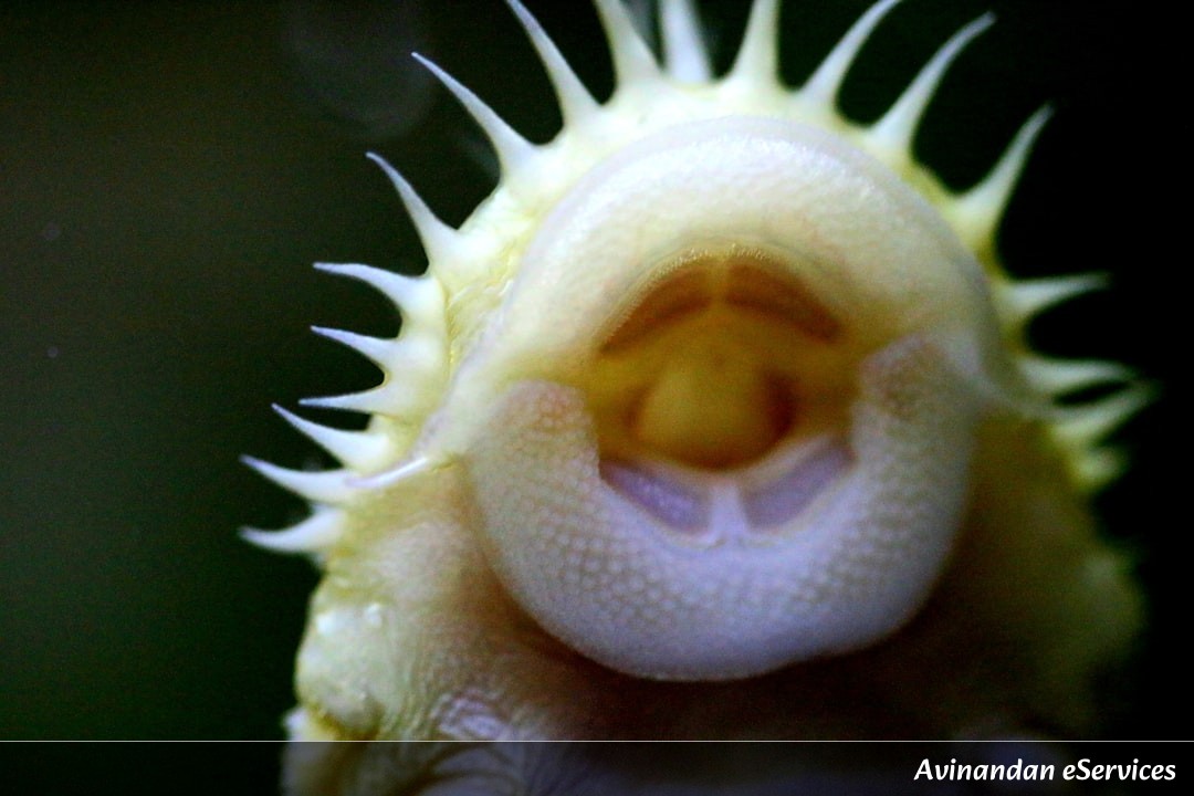 Why Can Some Worms 'Spin' Silk Underwater?: A Science Chat with Aarav and Mira