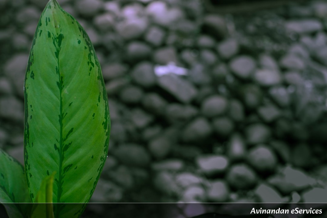 Why Can Some Plants 'Drink' Through Their Leaves?: A Science Chat with Arjun and Saanvi