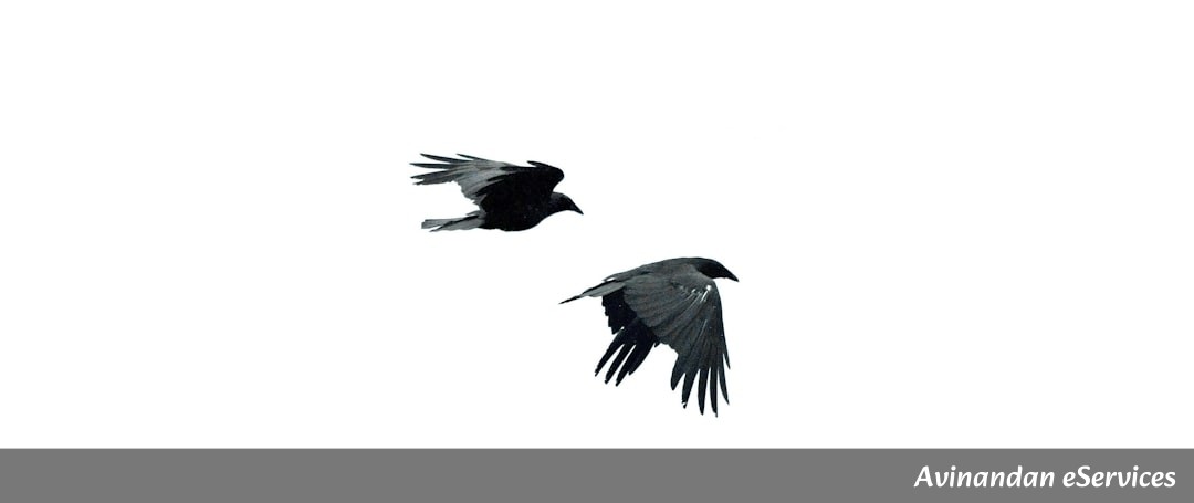 Why Do Some Crows Hold 'Funerals' for Their Friends?: A Science Chat with Rohan and Priya