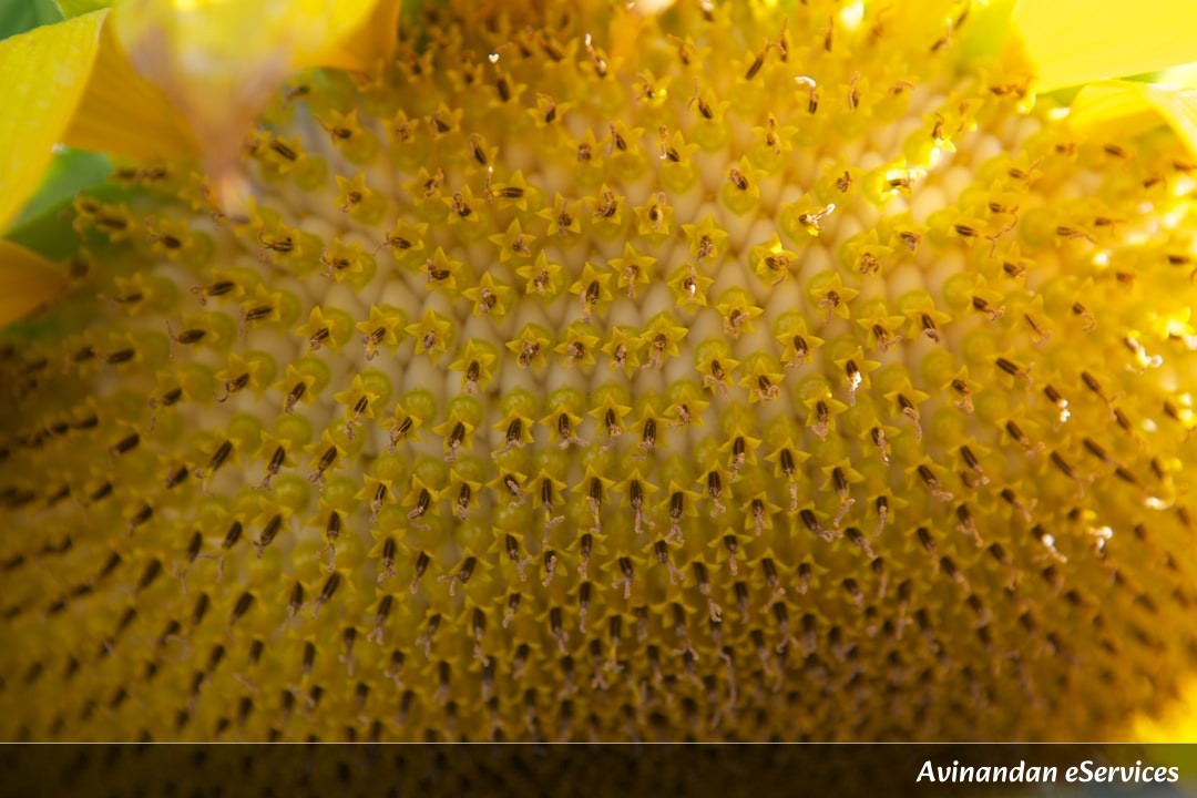 Why Do Some Plants 'Shatter' Their Own Seeds?: A Science Chat with Arjun and Priya