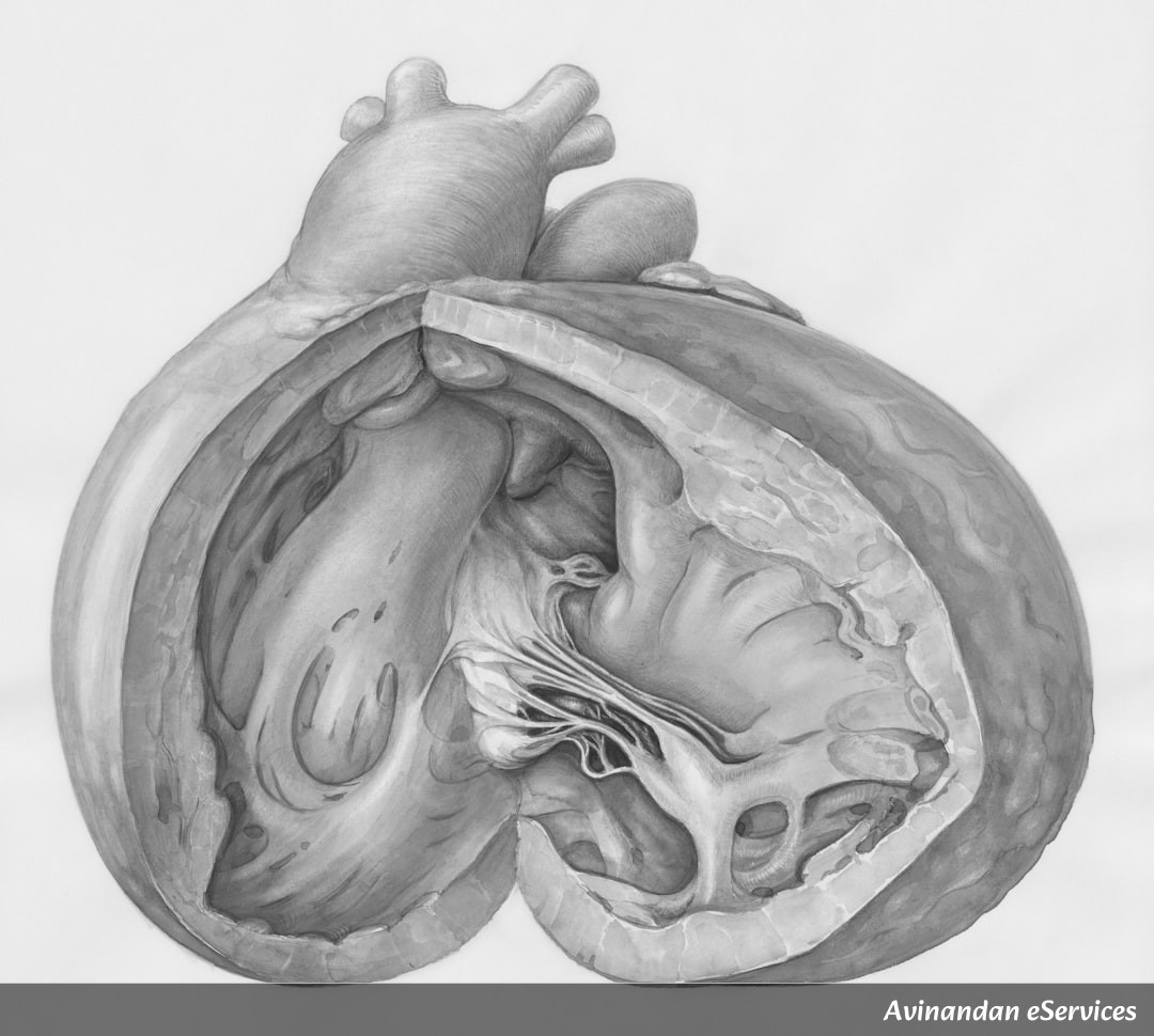 RRB NTPC & Group D Biology: Master the Human Circulatory System – Complete Guide with Solved Questions