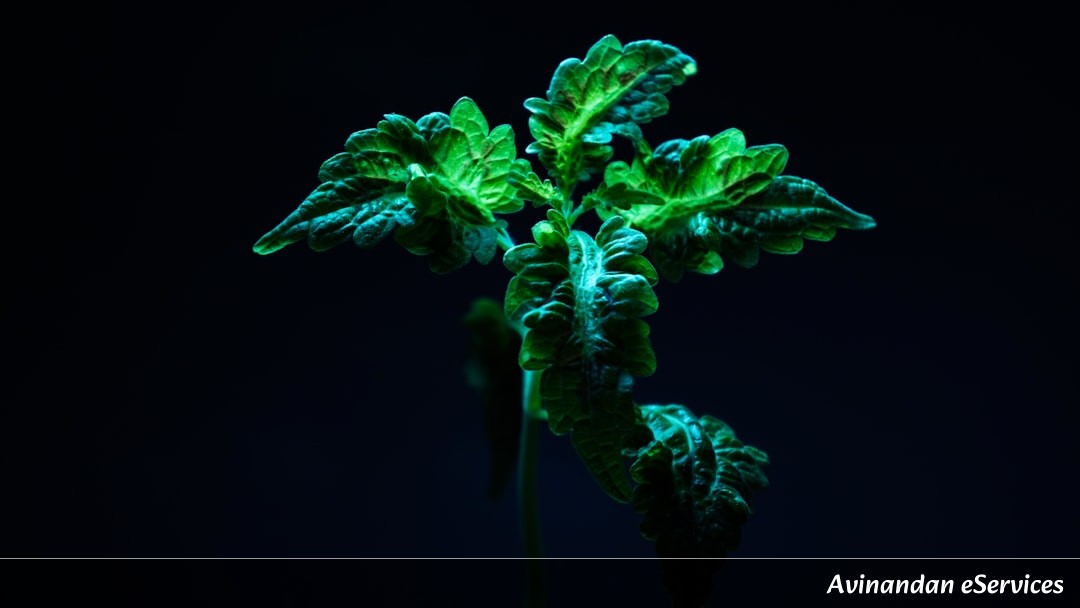 Why Do Some Plants 'Calculate' Their Own Light Consumption?: A Science Chat with Vikram and Priya