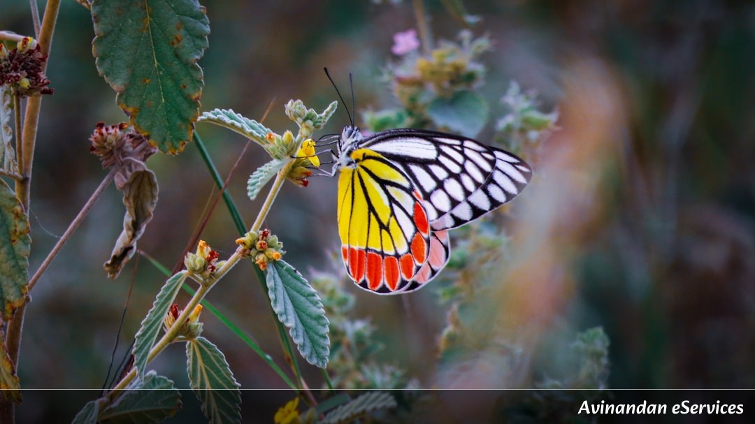 How Can Some Butterflies Use Their Wings to 'See' Colors?: A Science Chat with Aarav and Priya