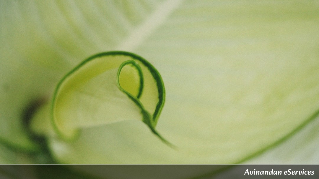Why Can Some Plants 'Calculate' Their Own Geometry?: A Science Chat with Samir and Isha
