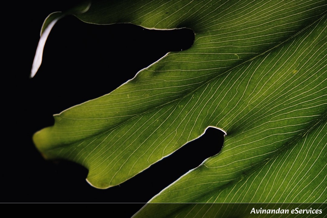 Why Can Some Plants 'Inhale' Metal to Build Their Own Armor?: A Science Chat with Arjun and Zara