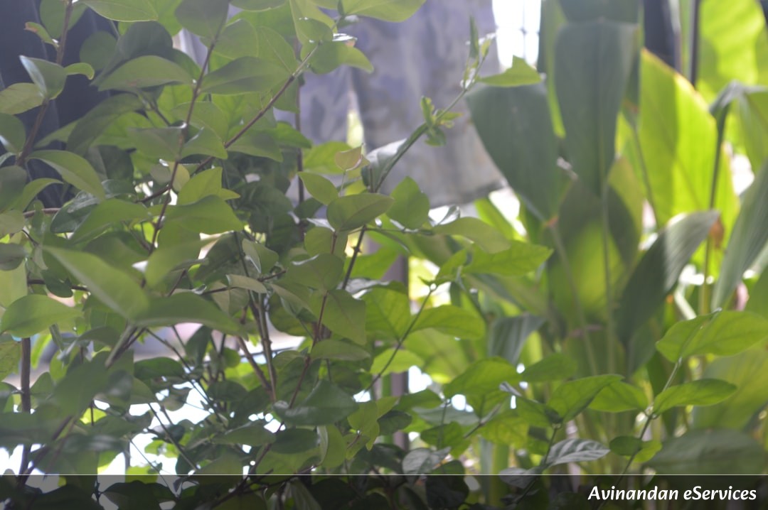 Why Do Some Plants 'Calculate' Their Own Time During the Day?: Vikram and Priya Explore Plant Intelligence