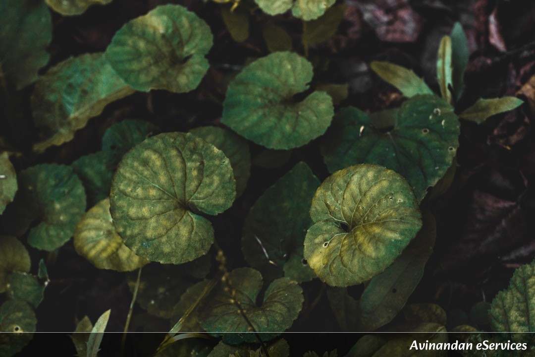Why Can Some Plants 'Calculate' Their Own Diet?: A Science Chat with Arjun and Mira