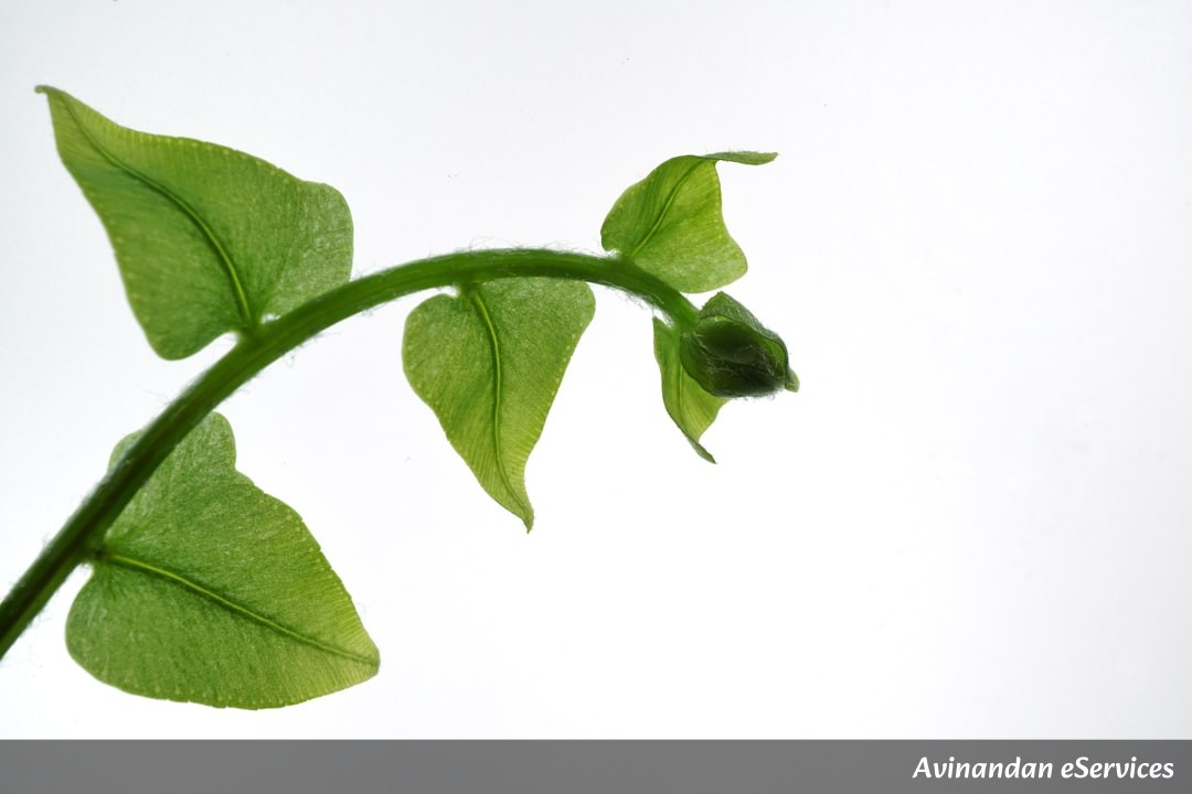 Why Do Some Plants 'Shatter' Their Own Pods?: A Science Chat with Arjun and Mira