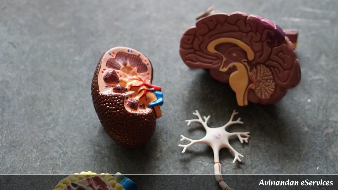 RRB NTPC & Group D Biology: Master the Human Excretory System – Organs, Functions & Solved Questions