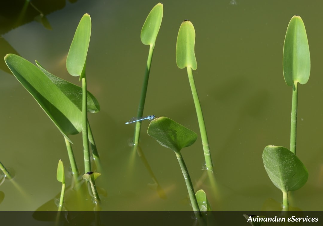 Why Do Some Plants 'Calculate' the Future to Prevent Floods?: A Science Chat with Aarav and Priya