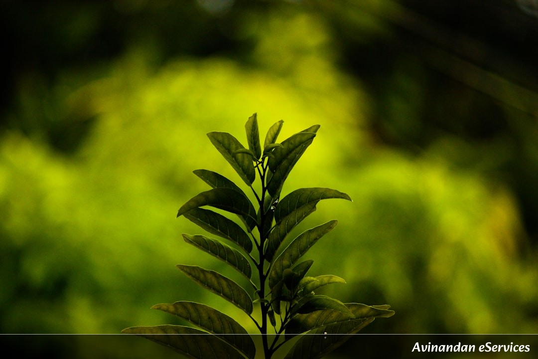 Why Do Some Plants 'Stutter' When They Talk to Each Other?: A Science Chat with Arjun and Saanvi