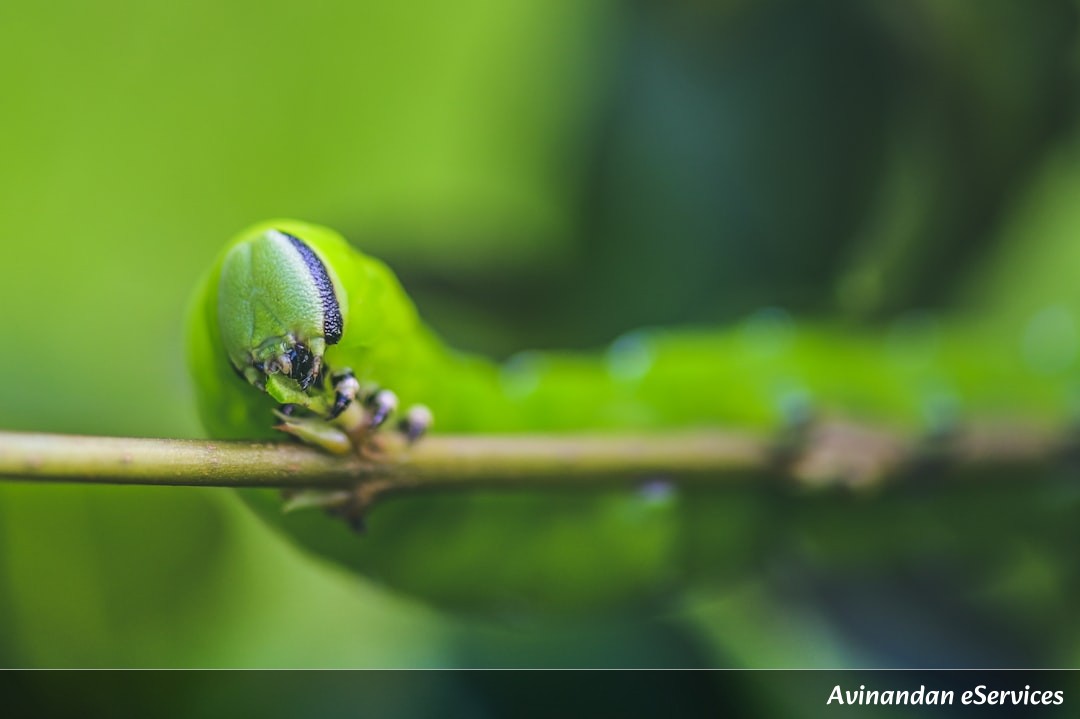 Why Do Some Caterpillars Have Their Own 'Bodyguards'?: A Science Chat with Kabir and Ananya