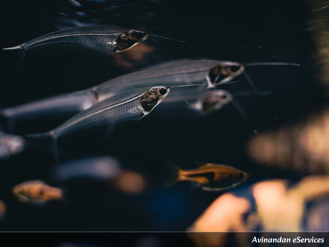 Why Do Some Fish Have Transparent Heads?: A Science Chat with Arjun and Priya