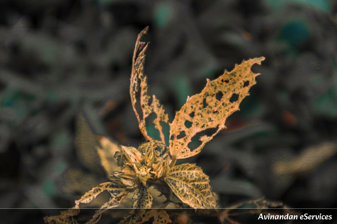 Why Do Some Plants 'Shatter' Their Seeds to Launch Them?: A Science Chat with Arjun and Saanvi