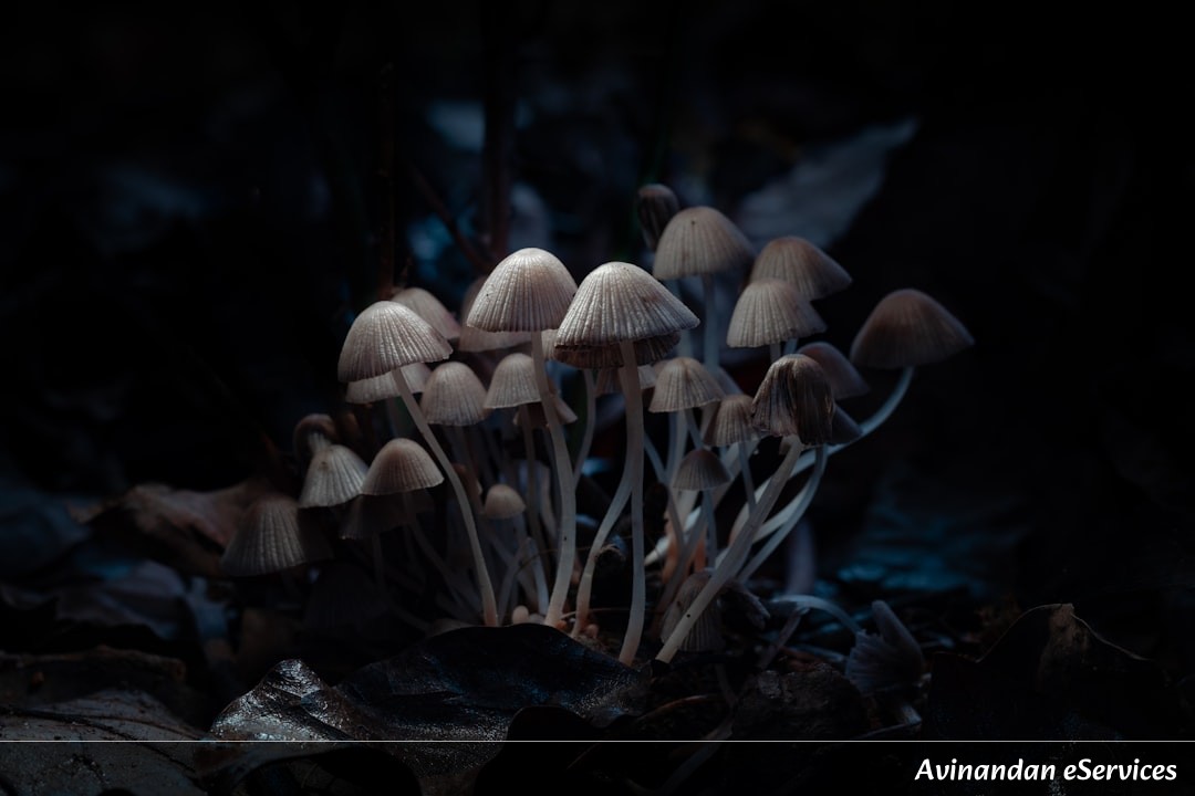 Why Do Some Mushrooms Glow in the Dark?: A Science Chat with Arjun and Saanvi
