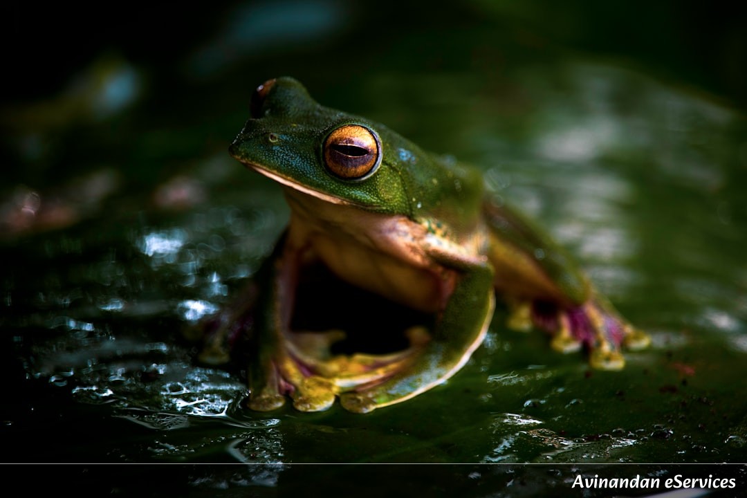 Why Do Some Frogs Have 'Glass' Skin?: A Science Chat with Arjun and Isha