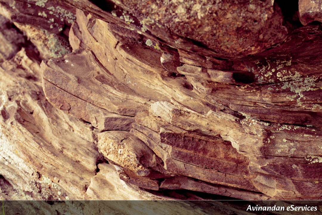 Why Can Some Woodpeckers 'Shock-Absorb' Their Brains?: Rohan and Ananya Investigate!