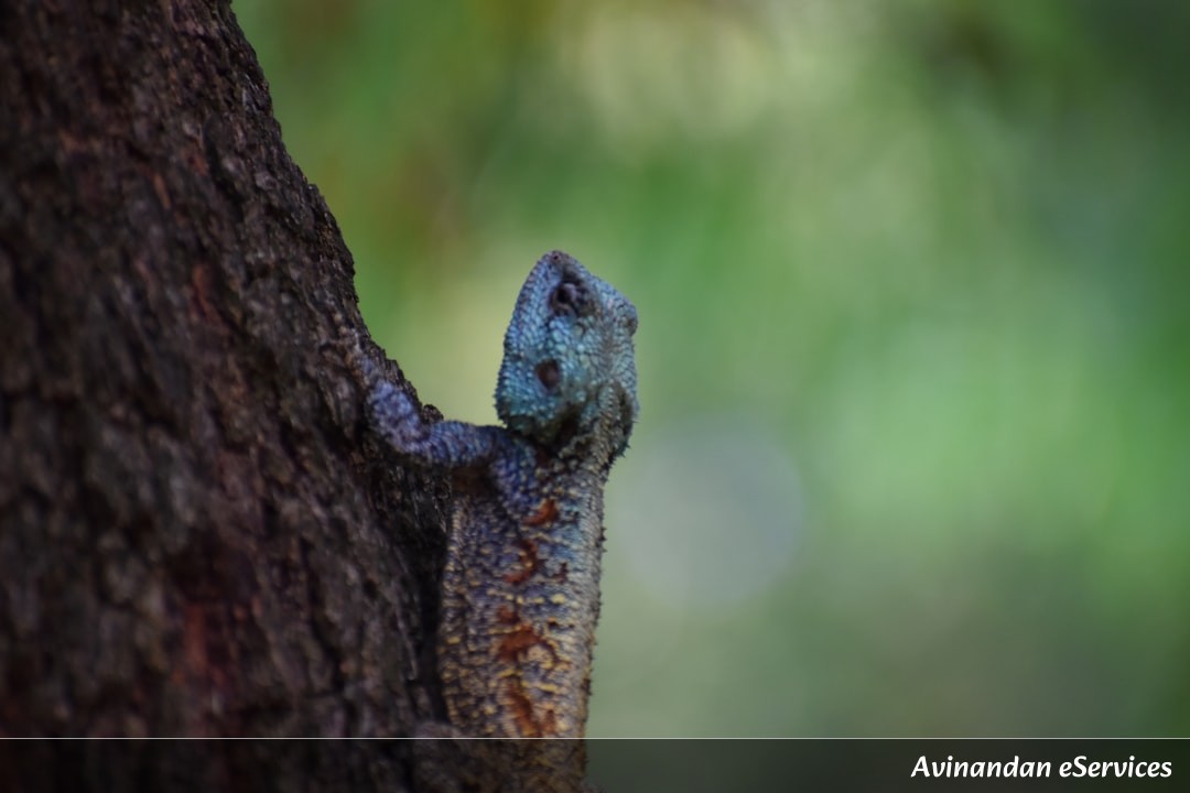 Why Can Some Lizards 'Scream' Blood From Their Eyes?: A Science Chat with Aarav and Saanvi