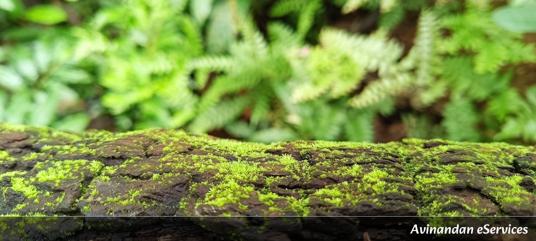 Why Do Some Plants 'Hitchhike' on Animals to Travel the World?: A Science Chat with Kabir and Saanvi