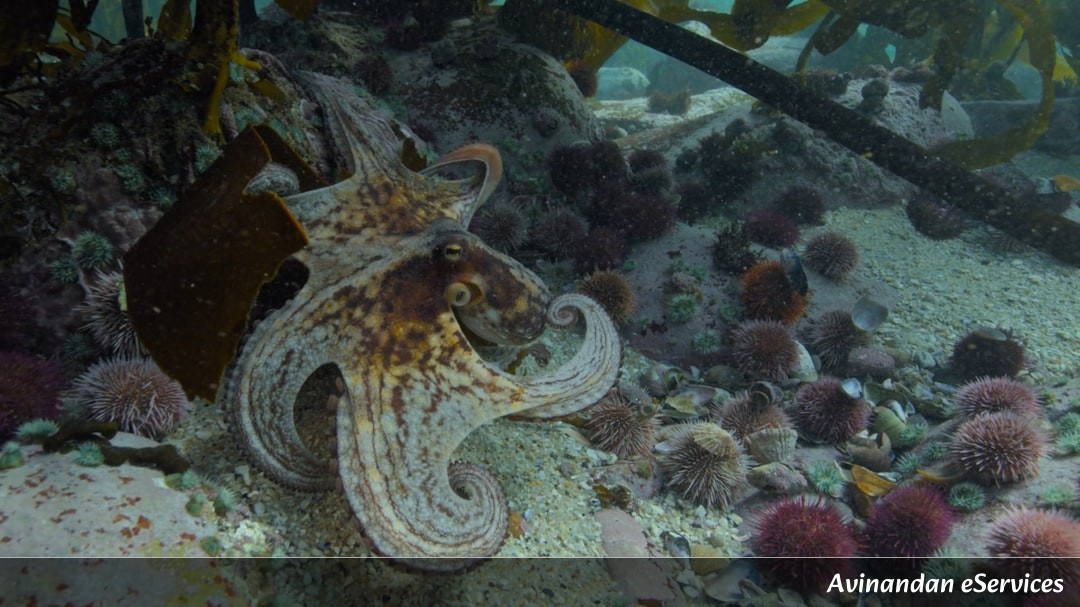 Why Do Some Octopus Species 'Carry' Venomous Jellyfish for Defense?: A Science Chat with Rohan and Ananya