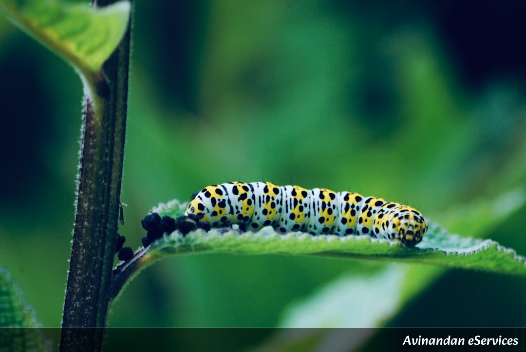 Why Do Some Caterpillars Wear Their Own Poop as a Shield?: A Science Chat with Samir and Isha