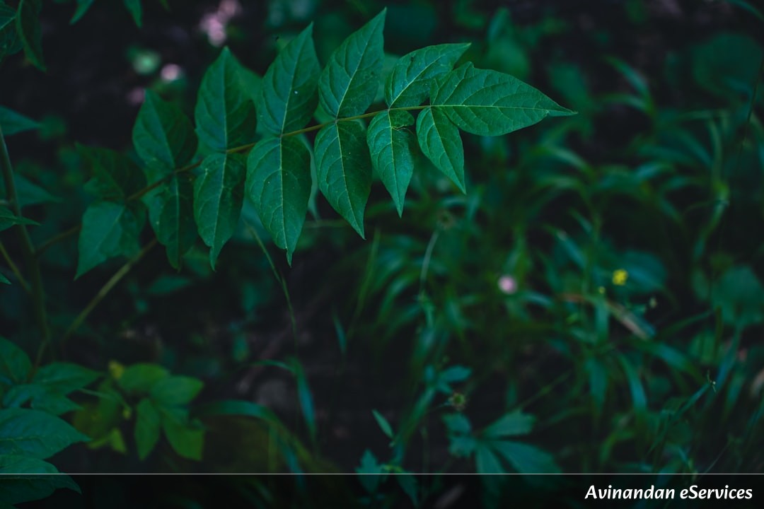 Why Do Some Plants 'Stalk' Their Neighbors Like Ninjas?: A Science Chat with Kabir and Priya