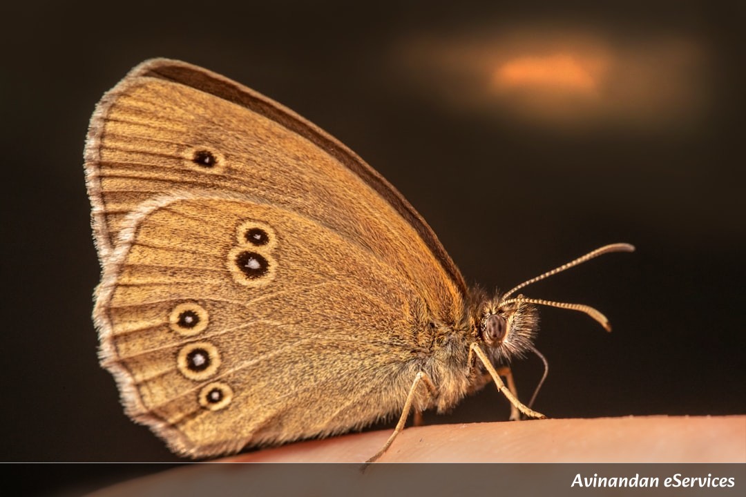 Why Do Some Butterflies 'Taste' With Their Feet?: A Science Chat with Aarav and Isha