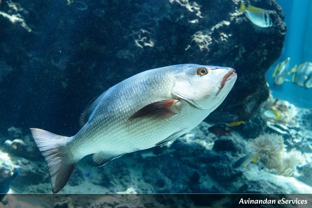 Why Do Some Fish Have 'Anti-Freeze' in Their Blood?: A Science Chat with Aarav and Mira