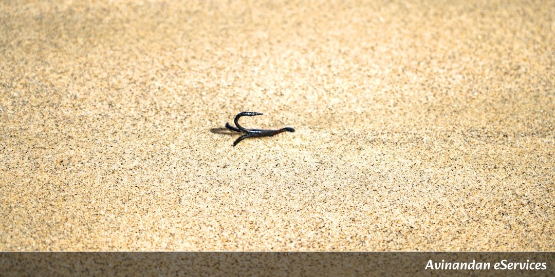 Why Can a Tiny Pistol Shrimp Create a Bubble Hotter Than the Sun?: A Science Chat with Vikram and Isha
