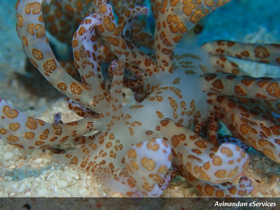 Why Can Some Sea Slugs Photosynthesize Like Plants?: A Science Chat with Kabir and Ananya