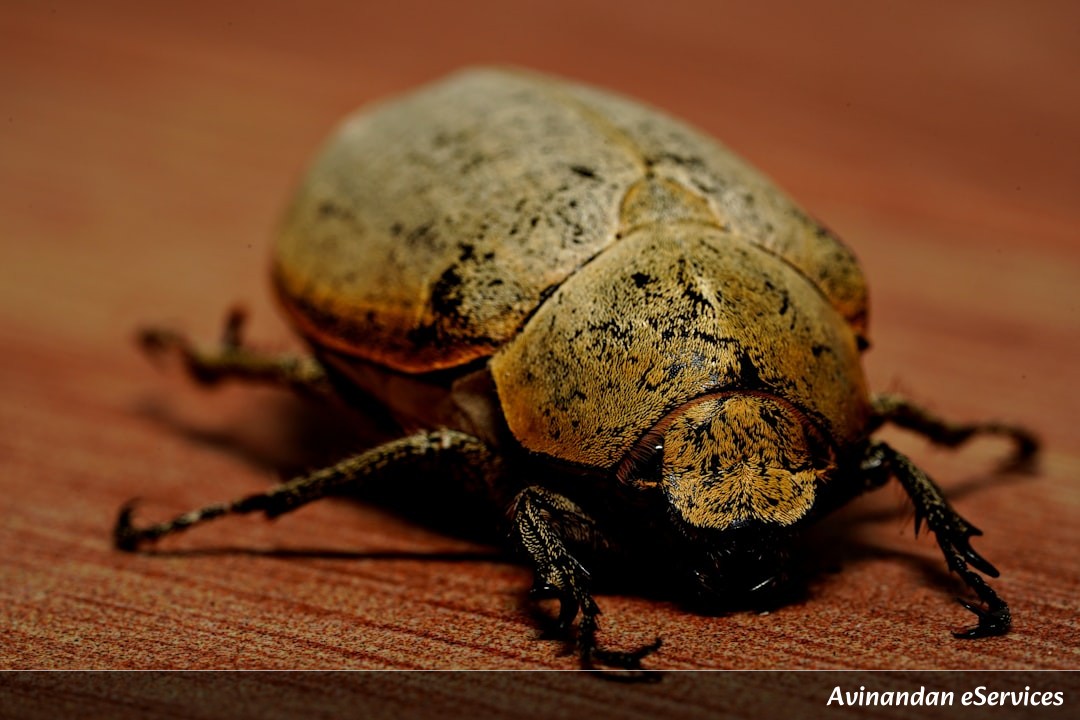 Why Can the Golden Tortoise Beetle Change Its Color?: A Science Chat with Arjun and Priya